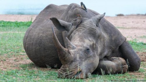 a-white-rhinoceros