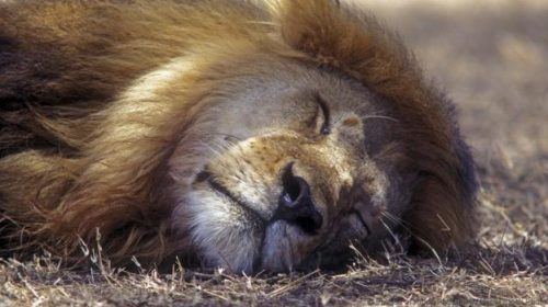 all-mammals-sleep