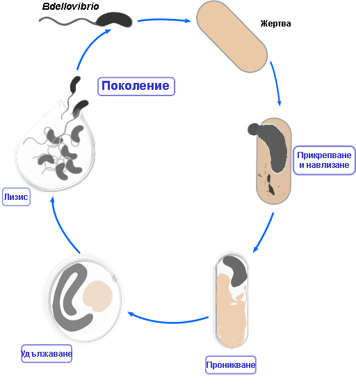 Жизнен цикъл на Bdellovibrio.