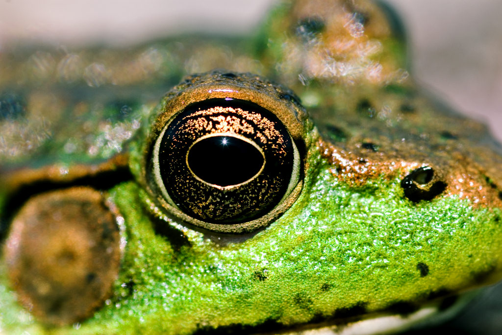 frog_eye_closeup