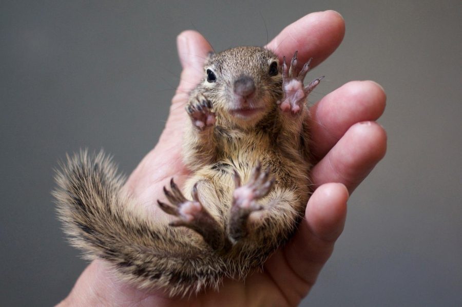 baby-squirrel