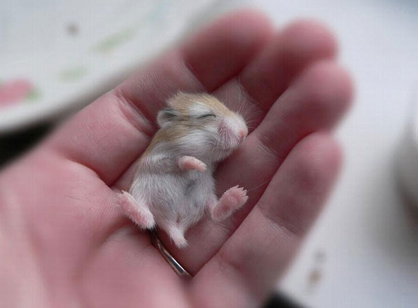 cute-baby-animals-15