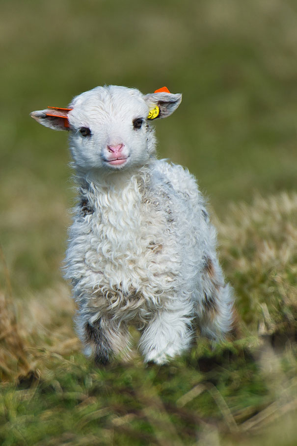 cute-baby-animals-32