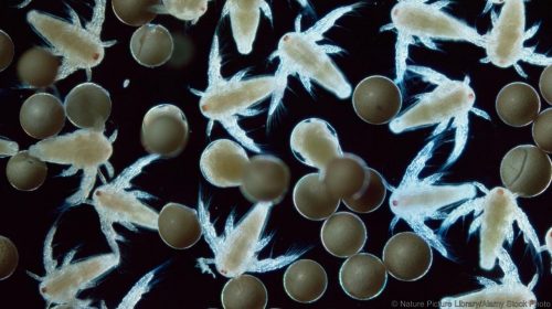 Ларви на Artemia salina. (Credit: Nature Picture Library/Alamy Stock Photo)