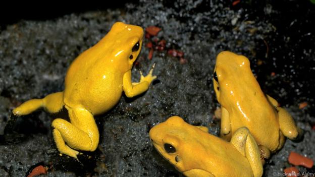 Защо златните отровни жаби са толкова смъртоносни? (Credit: blickwinkel/Alamy)