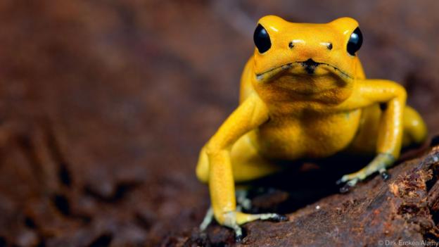 Златна отровна жаба (Phyllobates terribilis) (Credit: Dirk Ercken/Alamy)
