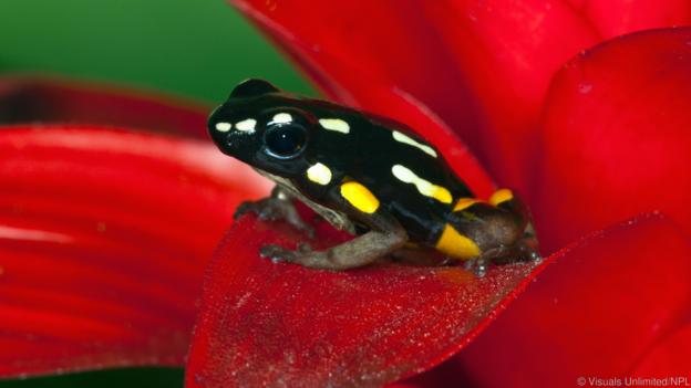 Отровна жаба Бразилски орех (Adelphobates castaneoticus) (Credit: Visuals Unlimited/NPL)