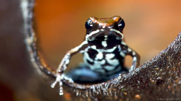 Шарена отровна жаба (Epipedobates boulengeri) (Credit: Bert Willaert/NPL)