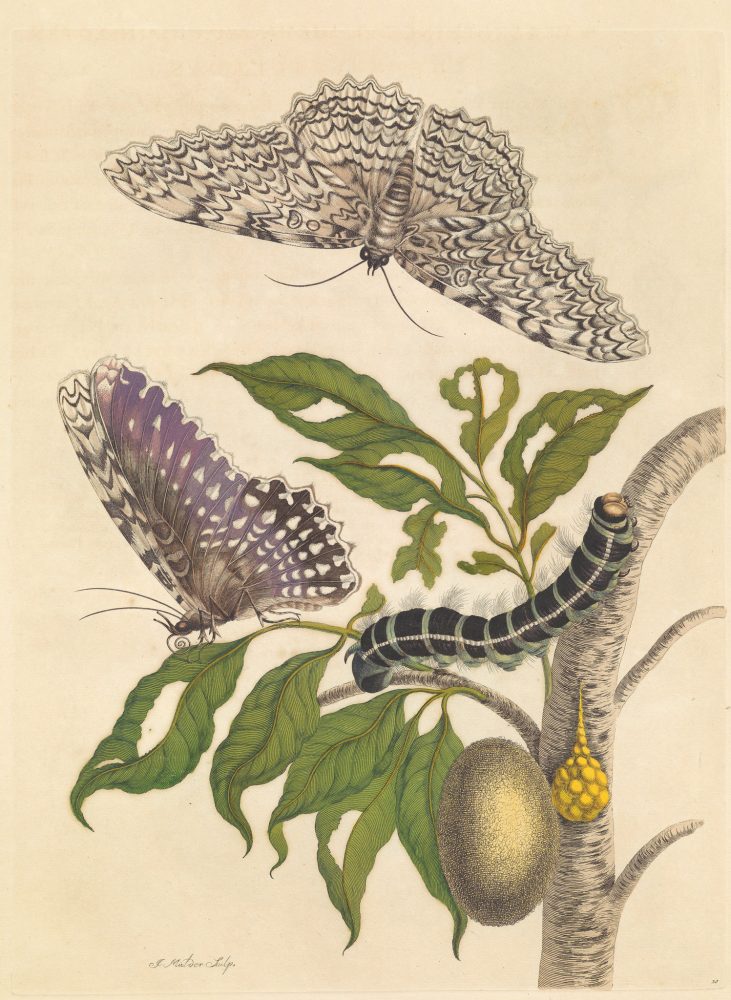 В някои от рисунките на Мериан пеперудите и гъсениците не съвпадат. Credit: MARIA SIBYLLA MERIAN, METAMORPHOSIS INSECTORUM SURINAMENSIUM, AMSTERDAM 1705, THE HAGUE, NATIONAL LIBRARY OF THE NETHERLANDS