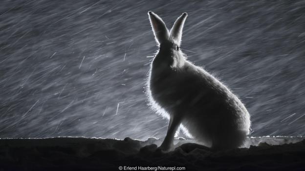 През 18 век в Швеция хората вярвали, че вещиците могат да се преобразяват в зайци