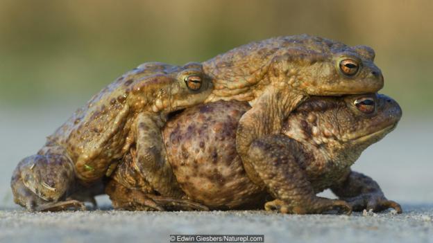 През Средновековието краставите жаби са били мислени за свръх-сексуални.