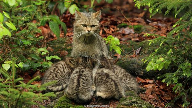 Дива котка (Felis silvestris), която храни малките си (Credit: blickwinkel/Alamy)
