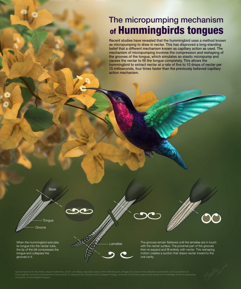 Механизъм с микропомпа на език на колибри. Credit: Chun Chun Ng