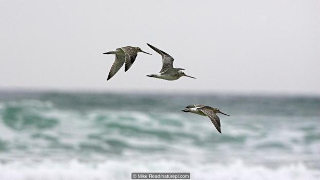 Пъстроопашат крайбрежен бекас (Limosa lapponica) по време на полет (Credit: Mike Read/naturepl.com)