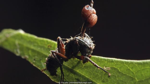 Вече е прекалено късно за тази зомбирана мравка, защото паразитната гъба е надделяла. Credit: Visuals Unlimited/Naturepl.com 