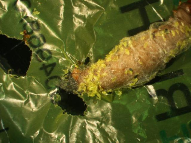 Восъчен червей, прояждащ дупка в найлона, покрит с парчета полиетилен. Credit: Federica Bertocchini/Paolo Bombelli/Chris Howe