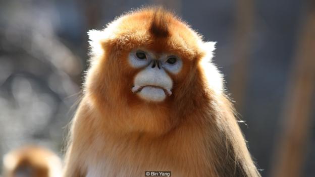 Известно е, че маймуните страдат, когато другарите им починат. Credit: Bin Yang