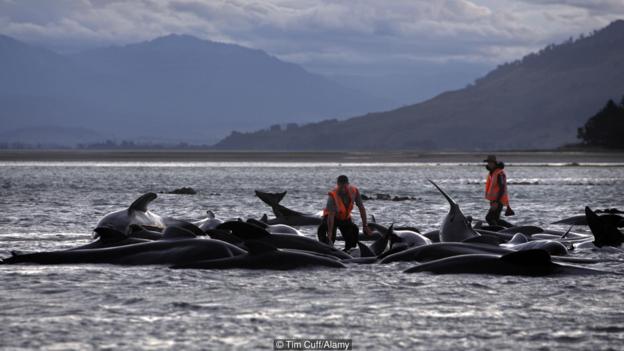 Китовете не правят опит за самоубийство, когато излизат на брега. Credit: Tim Cuff/Alamy