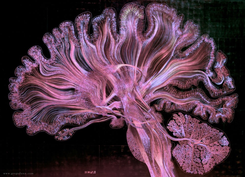 Стотици хиляди неврони в мозъка. Credit: Greg Dunn, Brian Edwards, and Will Drinker