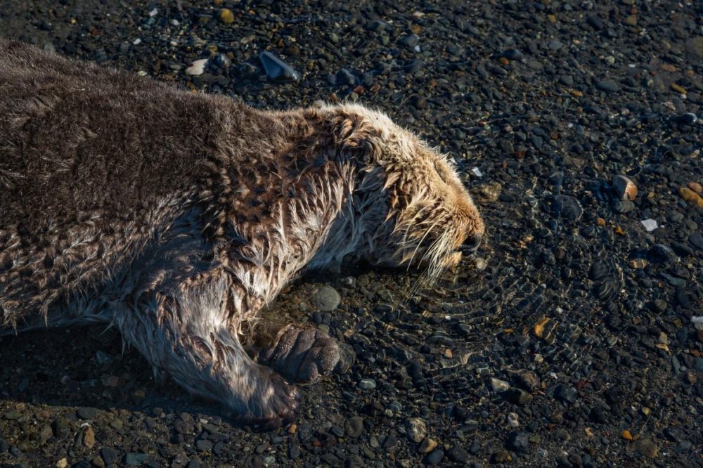 Болните и умиращи видри на Аляска. Умираща морска видра поема последен дъх. Популацията на морски видри в залива Качемак се счита за здрава, но броят на изхвърлените на брега близо до Омир, Аляска, през 2015 година, изненада учените и доброволците, които често съобщаваха за няколко мъртви на ден. Credit: Paul Nicklen