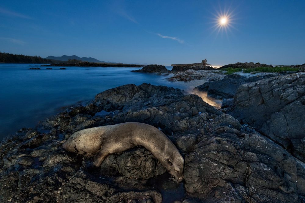 Хиляди калифорнийски морски лъвове като този върху камъните близо до канадския остров Ванкувър, умрели през 2014 и 2015 година. Много загинали от глад, докато се опитвали да намерят храна в необичайно топлия източен Тихи океан. Credit: Paul Nicklen