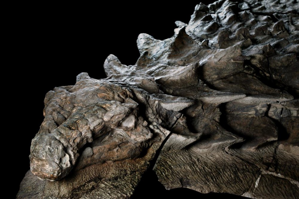 Зашеметяващо откритие. Преди около 110 милиона години, този брониран растителнояден динозавър се движел тежко сред днешна Западна Канада, докато една наводнена река не го отнесла в открито море. Подводното погребение на динозавъра запазило бронята му с изящен детайл. По черепа му все още има пластини, подобни на плочки и сива патина от вкаменена кожа. Credit: Robert Clark