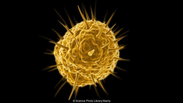 Mimivirus, пример за огромен (за мащабите на вирусите) вирус. Credit: Science Photo Library/Alamy