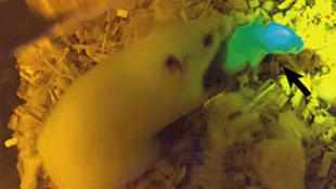 Едно от малките на мишка, която била имплантирана с 3D-принтирани яйчници, съдържащи фоликули, маркирани със зелен флуоресцентен протеин. Credit: Nature Communications, ISSN 2041-1723