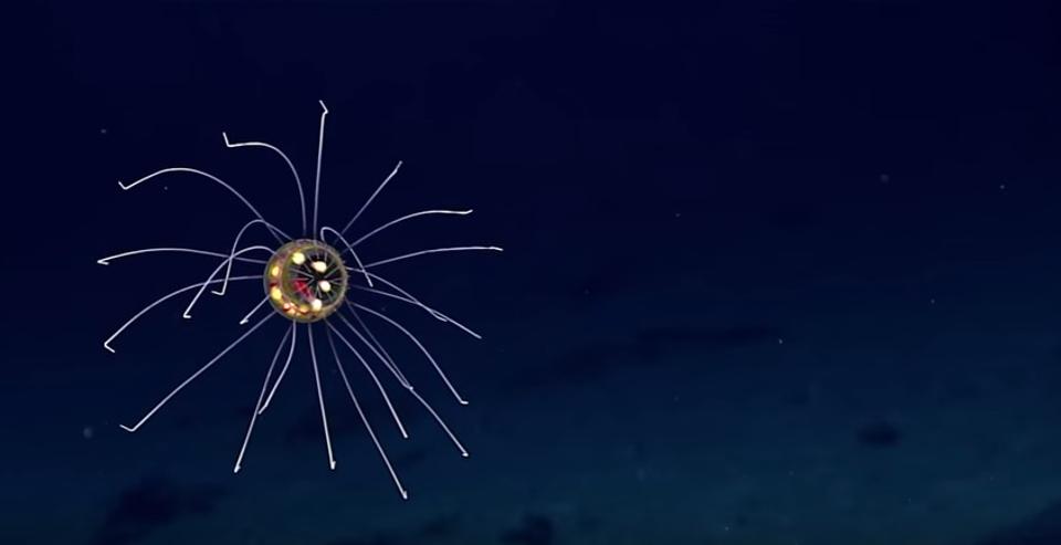 Излъчващата светлина медуза е била забелязана от изследователи от NOAA. Credit: NOAA
