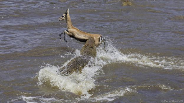 Антилопите рискуват живота си, като преминават реката. Credit: Denis Huot/NPL