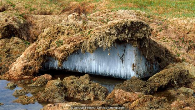 Вечна замръзналост в Тибетското плато. Credit: Gertrud & Helmut Denzau/naturepl.com