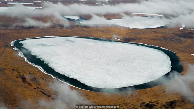 Вечно замръзналата тундра в Сибир. Credit: Staffan Widstrand/naturepl.com
