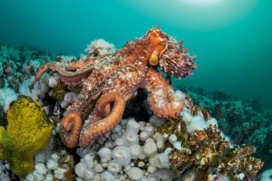 Гигантски тихоокеански октопод се движи по брега на Британска Колумбия. Последните промени временно са изменили характера на миграциите и храненето на много създания, но ще отнеме години на учените да разберат как е бил засегнат морският живот. Credit: Paul Nicklen