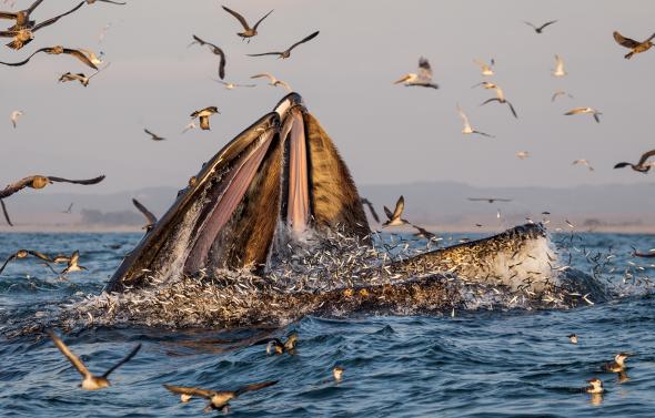 Гърбати китове пируват с риба в Монтерейския залив, Калифорния. Рибата аншоа била оскъдна в много райони през 2015 година, но толкова много от нея се струпала в залива, че Jim Harvey, управител на Moss Landing Marine Labs, гледал от прозореца си как заедно 50 или 60 кита вечерят с нея. „Това не е нормално“, казва той. Credit: Paul Nicklen