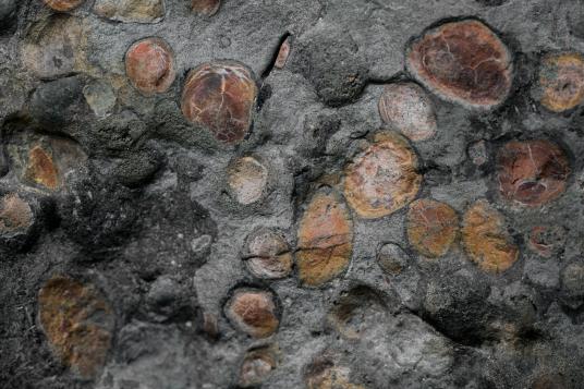 Клъстер от подобни на камъчета камари може да са останки от последното хранене на нодозавъра. 