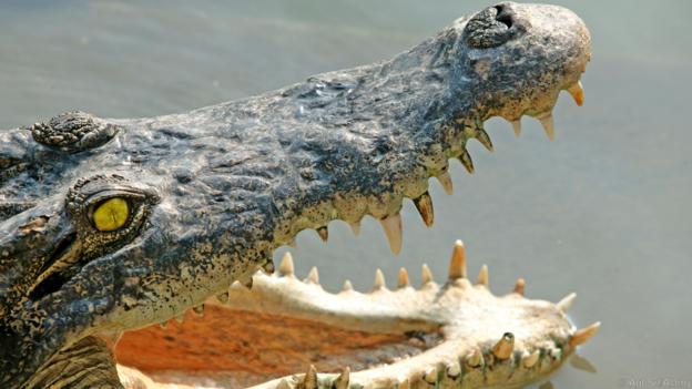 Крокодилите са опортюнистки хищници. Credit: Agf Srl/Alamy