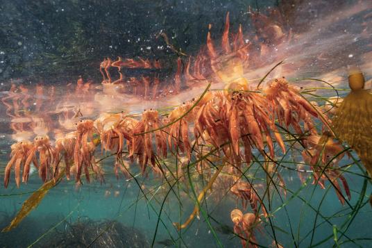 Мъртви океански червени крабове са се струпали на водната повърхност близо до залив Монтерей. Те са придошли неочаквано и многобройни през 2015 година и били периодично изхвърляни на бреговете, натрупвайки се на калифорнийската брегова линия. Credit: Paul Nicklen