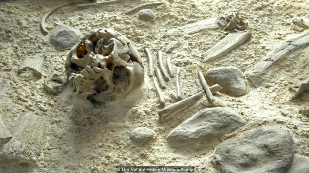 Някога в Сибир са живели неандерталци. Credit: The Natural History Museum/Alamy