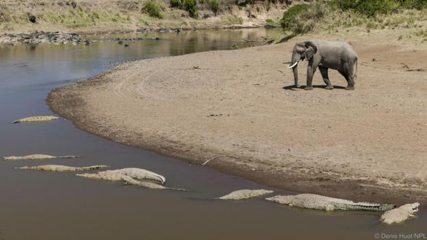 Слонът знае, че не бива да се приближава твърде много до водата. Credit: Denis Huot/NPL