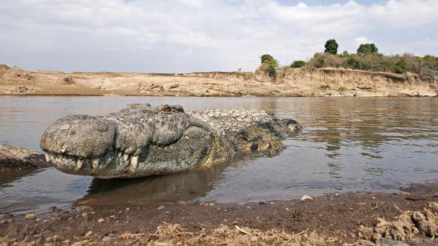 Хората също ловуват крокодили. Credit: Anup Shah/NPL