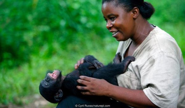 Бонобо (Pan paniscus), което е гъделичкано. Credit: Cyril Ruoso/naturepl.com