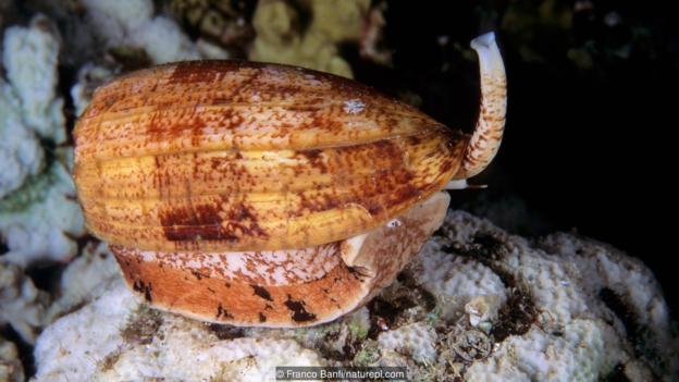 Конусовидни охлюви (Conus geographus). (Credit: Franco Banfi/naturepl.com)