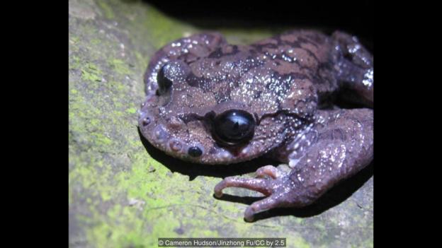 Мустаката жаба емей (Leptobrachium boringii). (Credit: Cameron Hudson/Jinzhong Fu/CC by 2.5)
