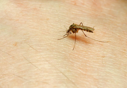 Маларията резистентна на лечение