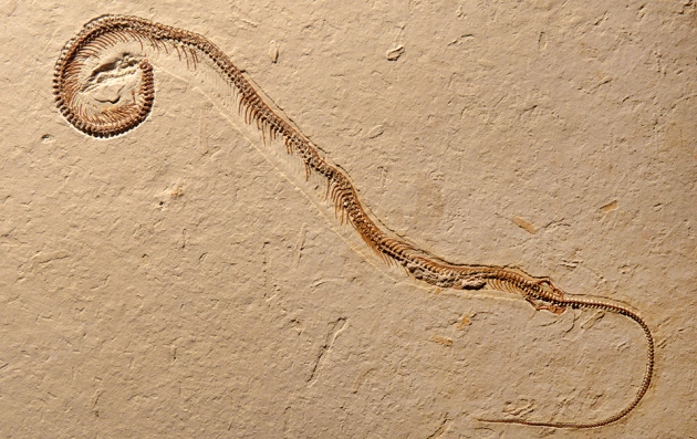 Открит е първият в света четирикрак фосил на змия