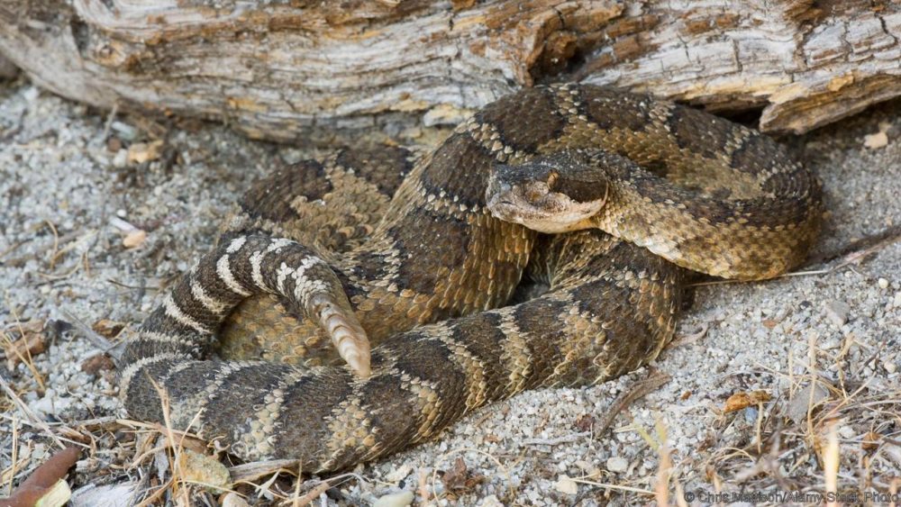 Гърмяща змия, Crotalus viridis. Credit: Chris Mattison/Alamy Stock Photo