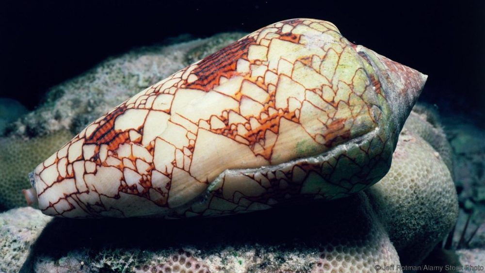 Силно отровен морски охлюв. Credit: Jeff Rotman/Alamy Stock Photo