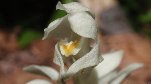 Орхидеята Cephalanthera austiniae. (Credit: Tom Hilton, CC BY 2.0)