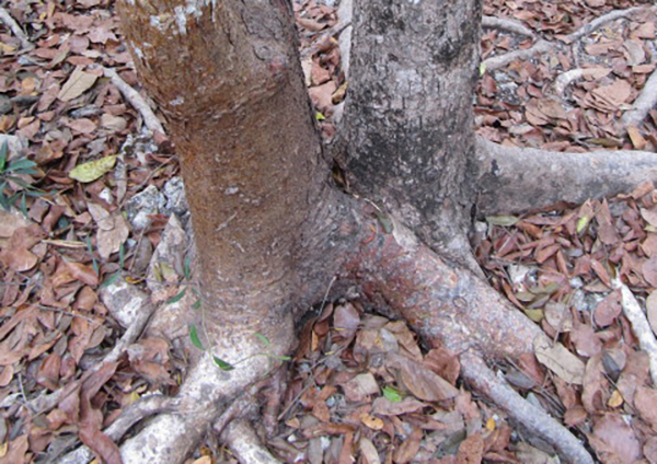Отровно дърво расте рамо до рамо с антидота си