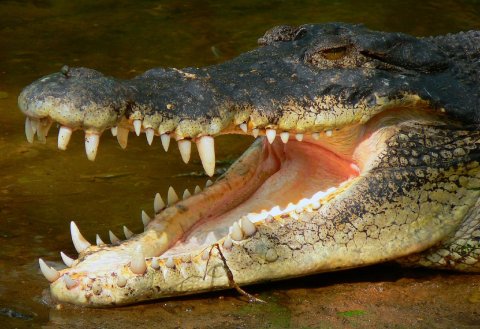Учените се натъкват на изненада в устата на крокодила